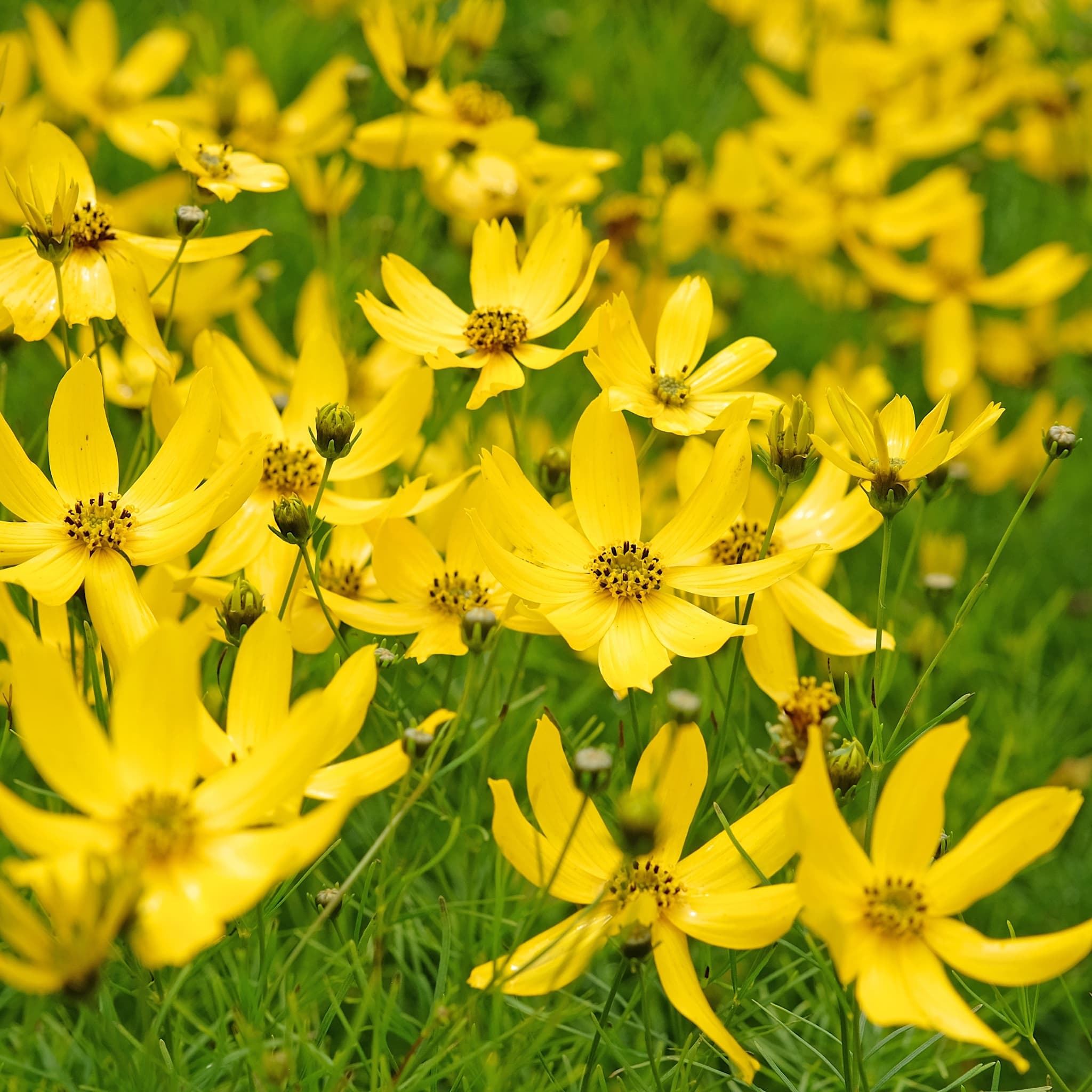 Coreopsis vert. 'Zagreb'