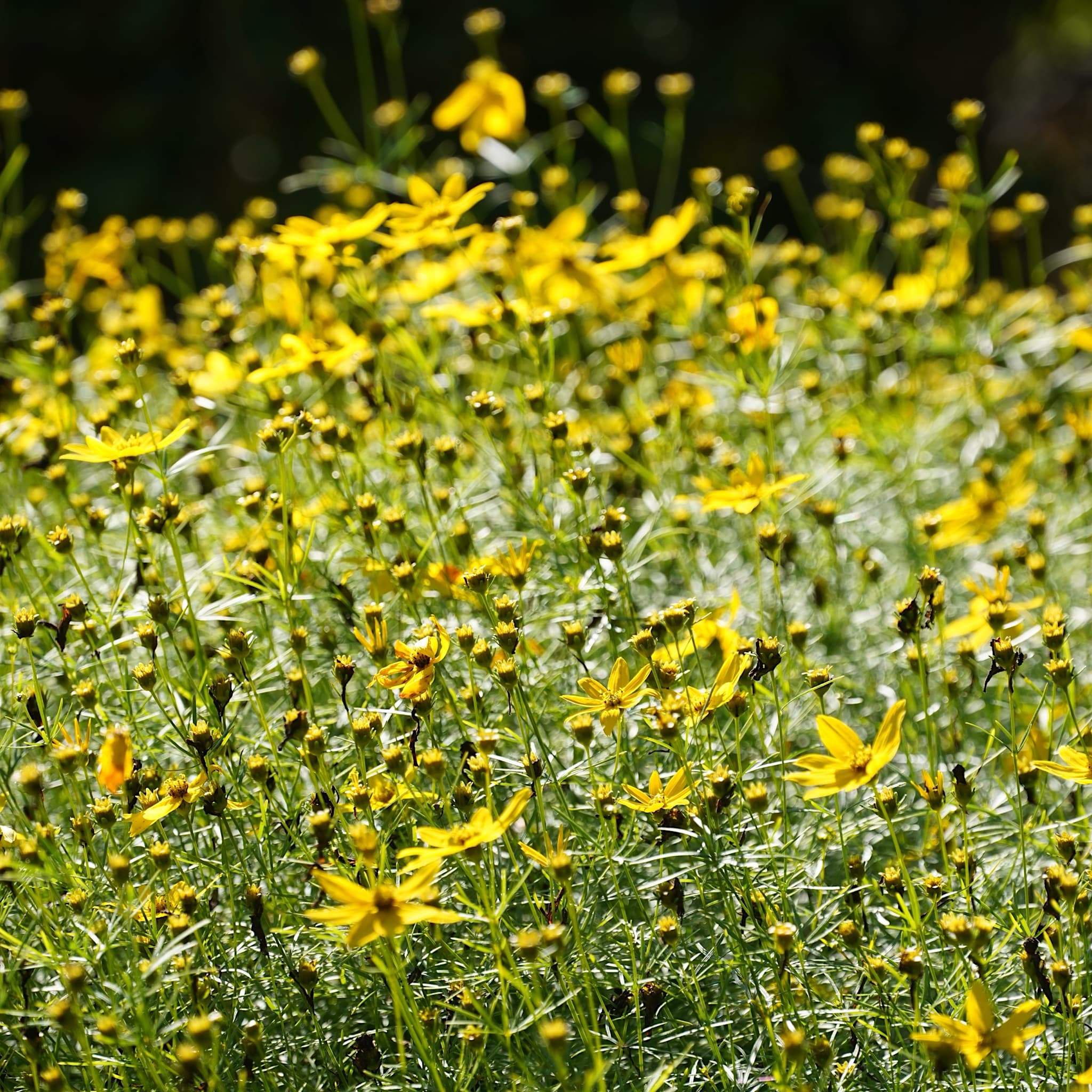 Coreopsis vert. 'Zagreb'