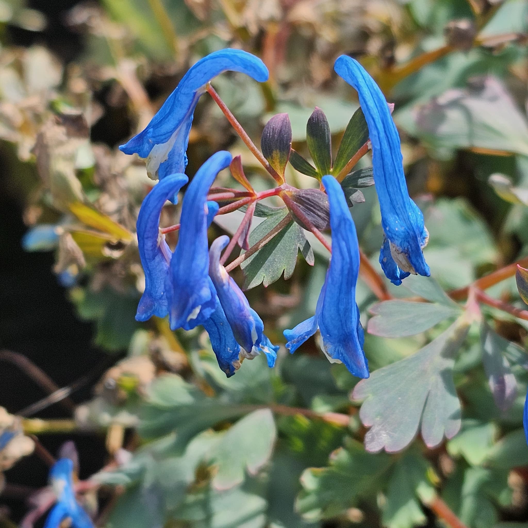 Corydalis 'Blue Heron'