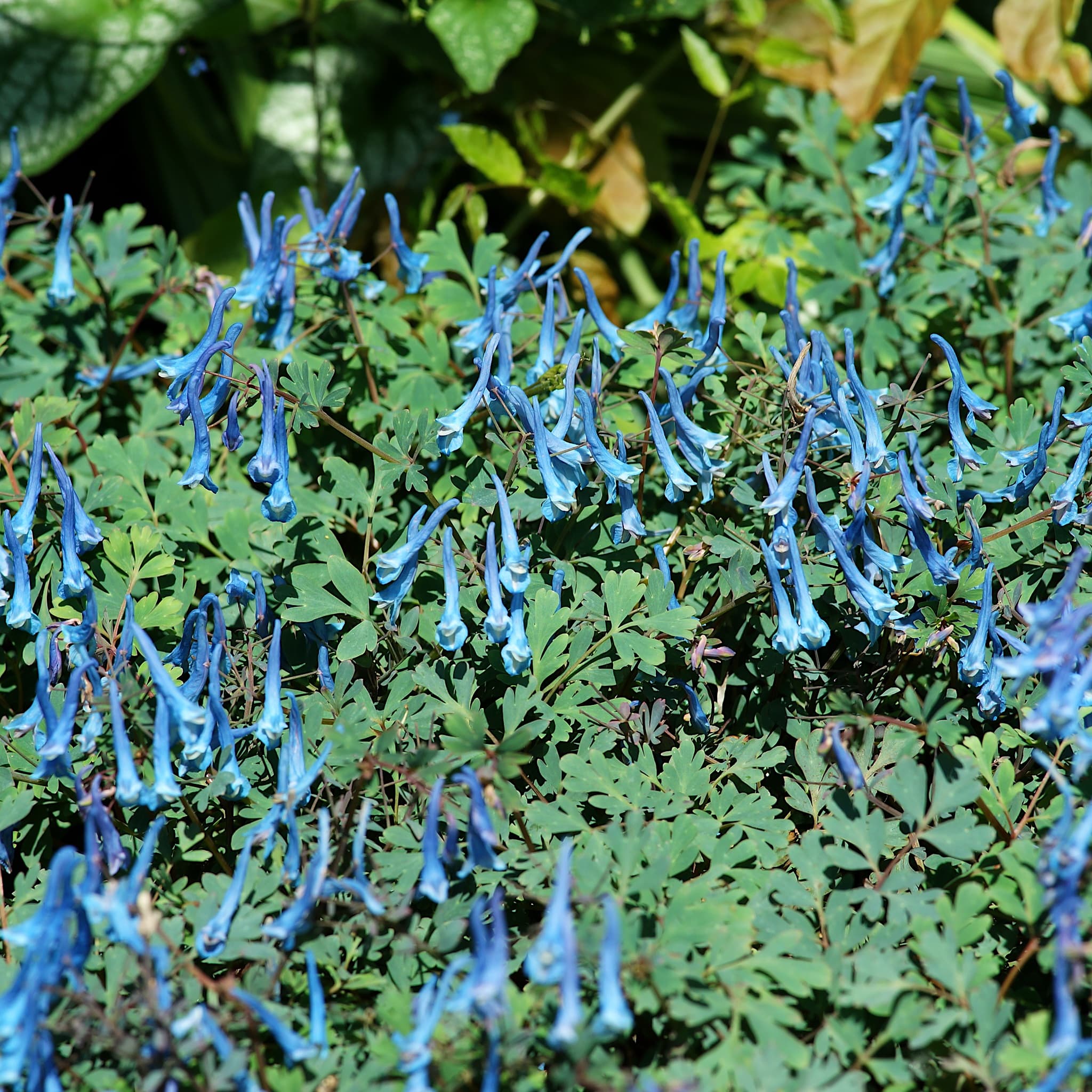 Corydalis 'Blue Heron'