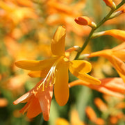 Crocosmia 'George Davison'