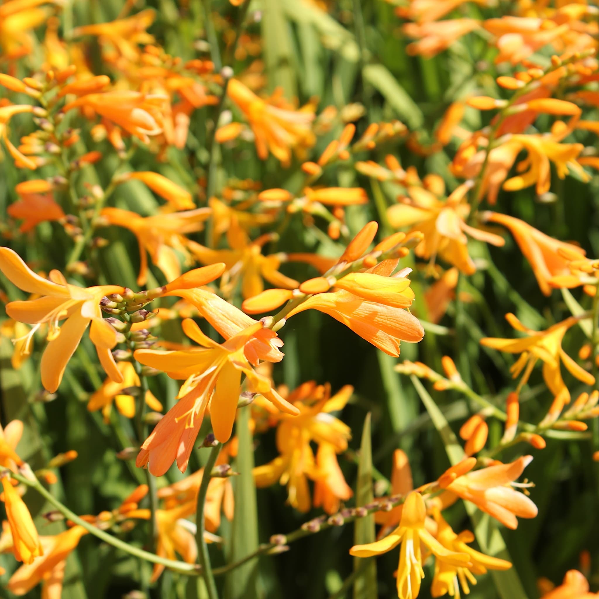 Crocosmia 'George Davison'