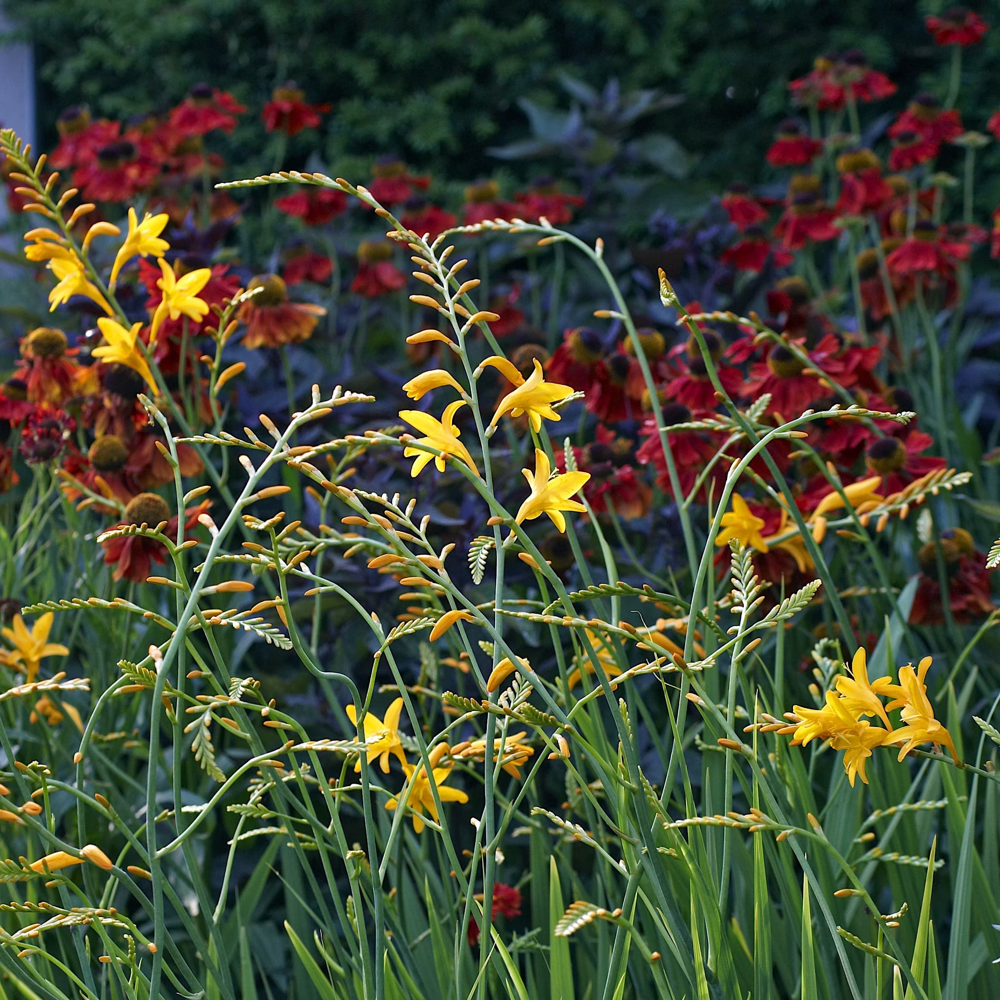 Crocosmia 'George Davison'