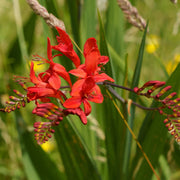 Crocosmia 'Lucifer'