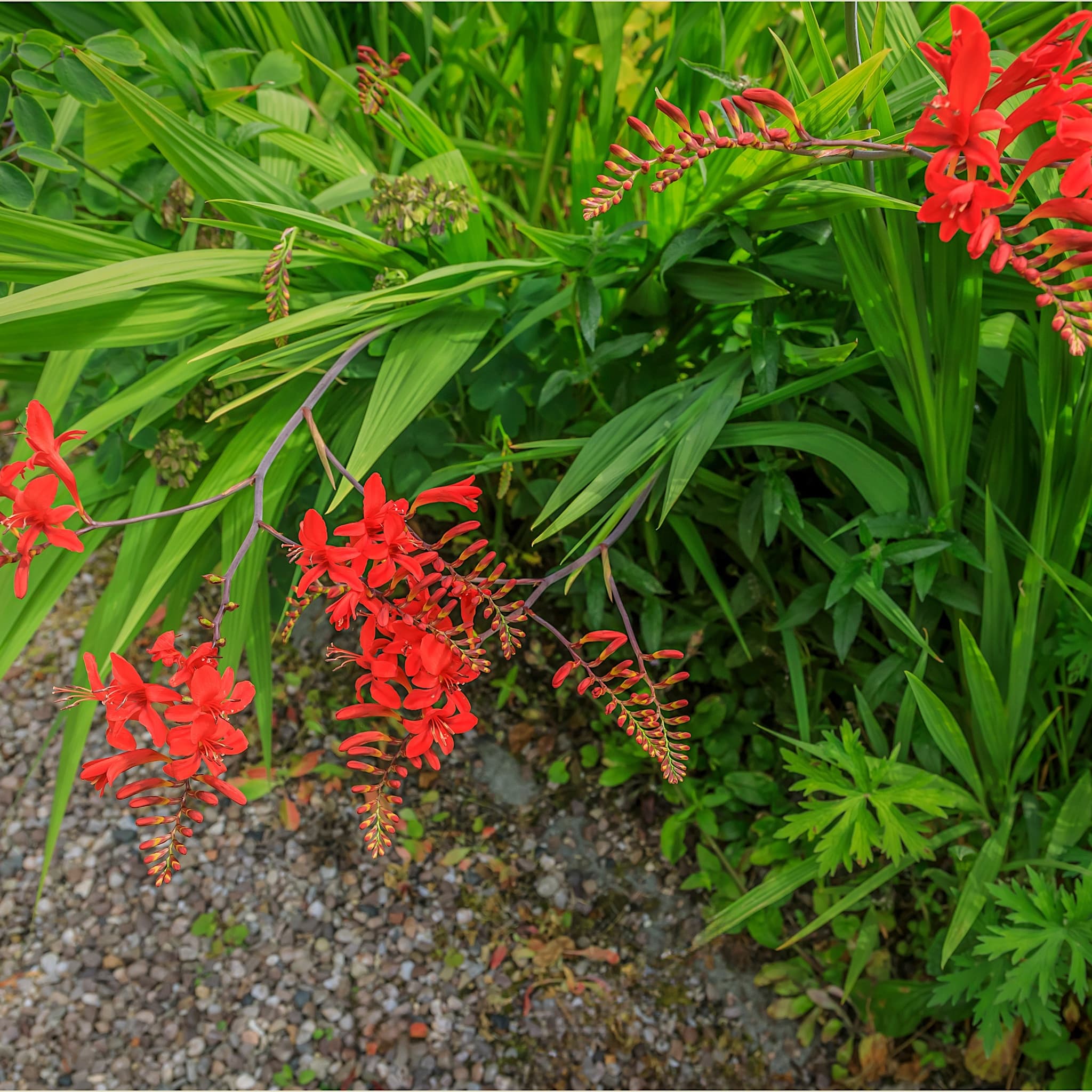 Crocosmia 'Lucifer'
