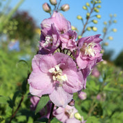 Delphinium 'Astolat'