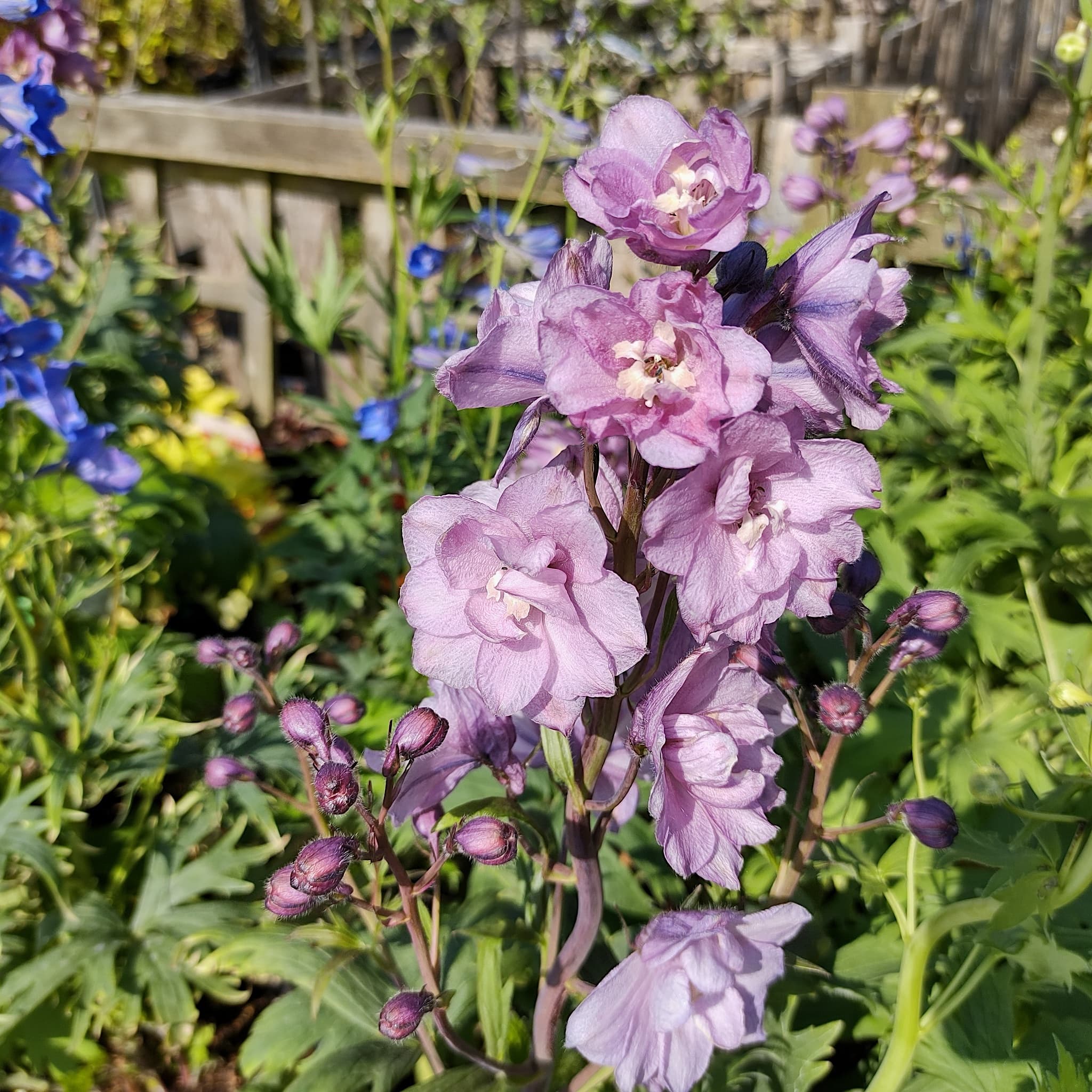 Delphinium 'Astolat'