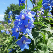 Delphinium 'Blue Bird'