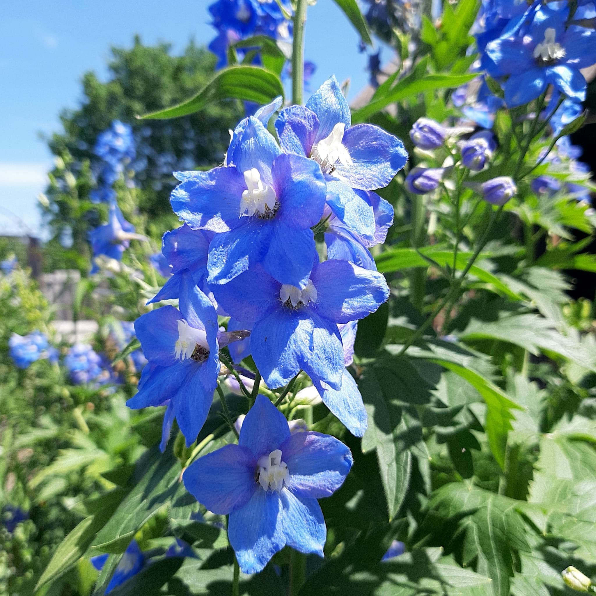 Delphinium 'Blue Bird'