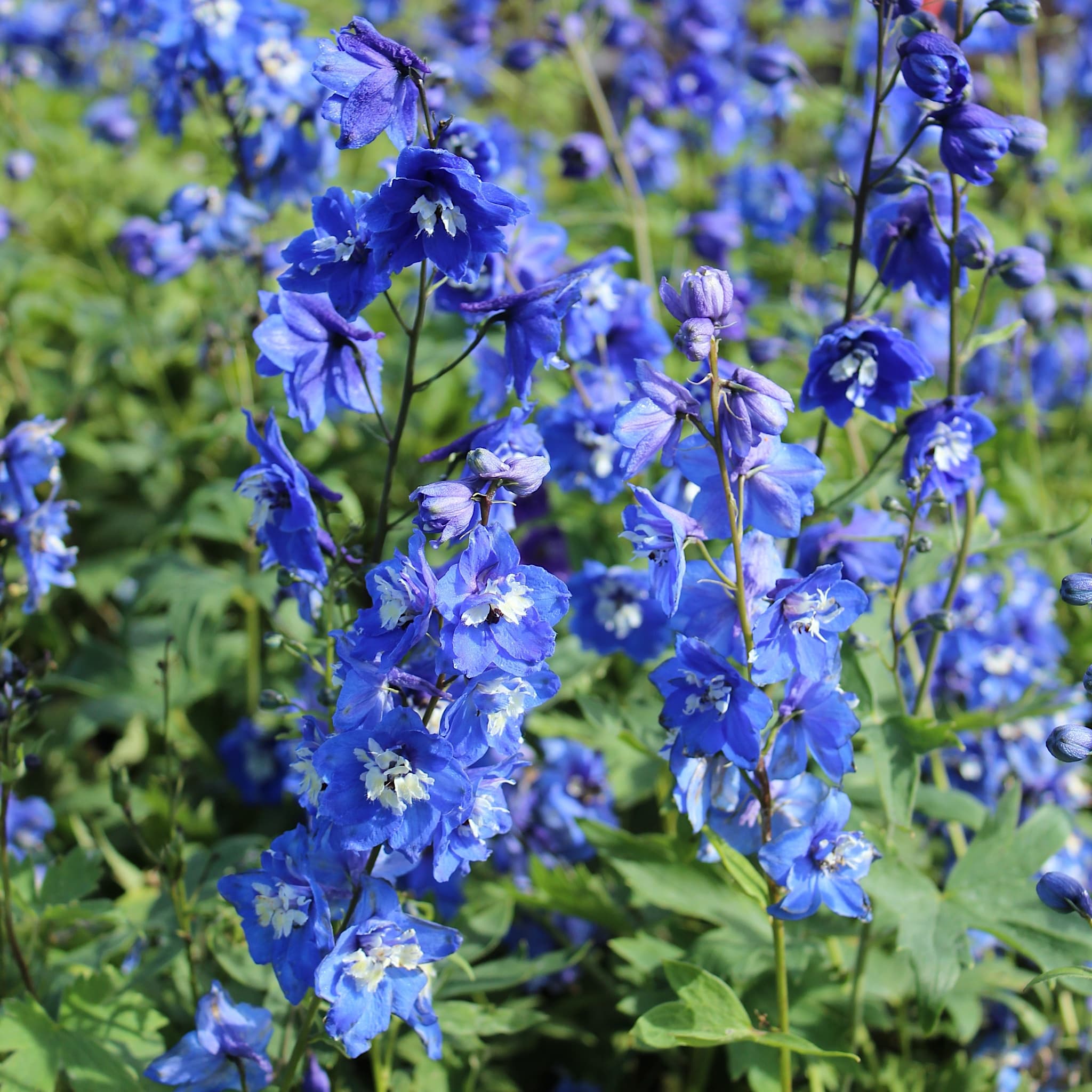 Delphinium 'Blue Bird'