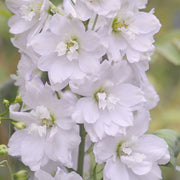 Delphinium 'Galahad'