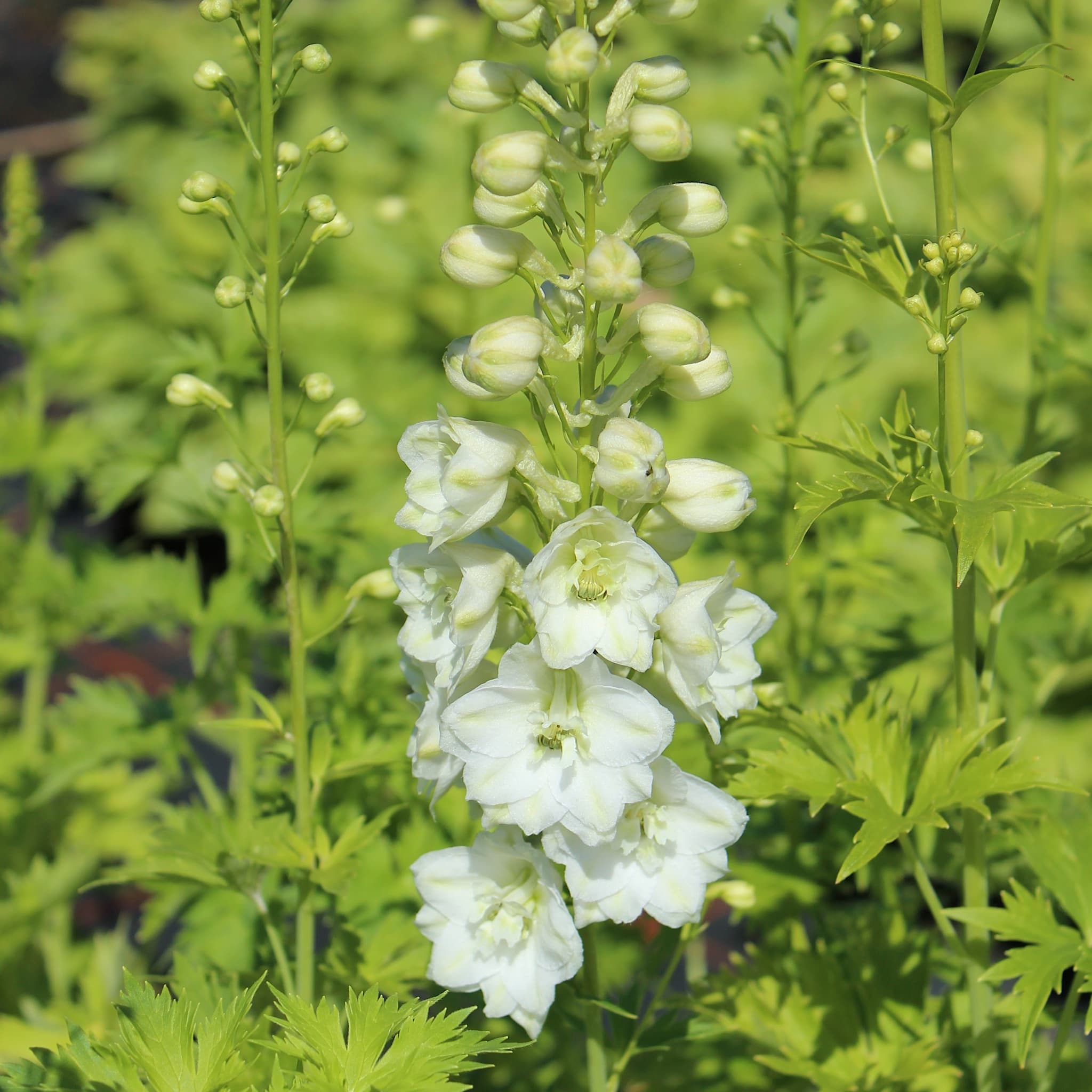 Delphinium 'Galahad'