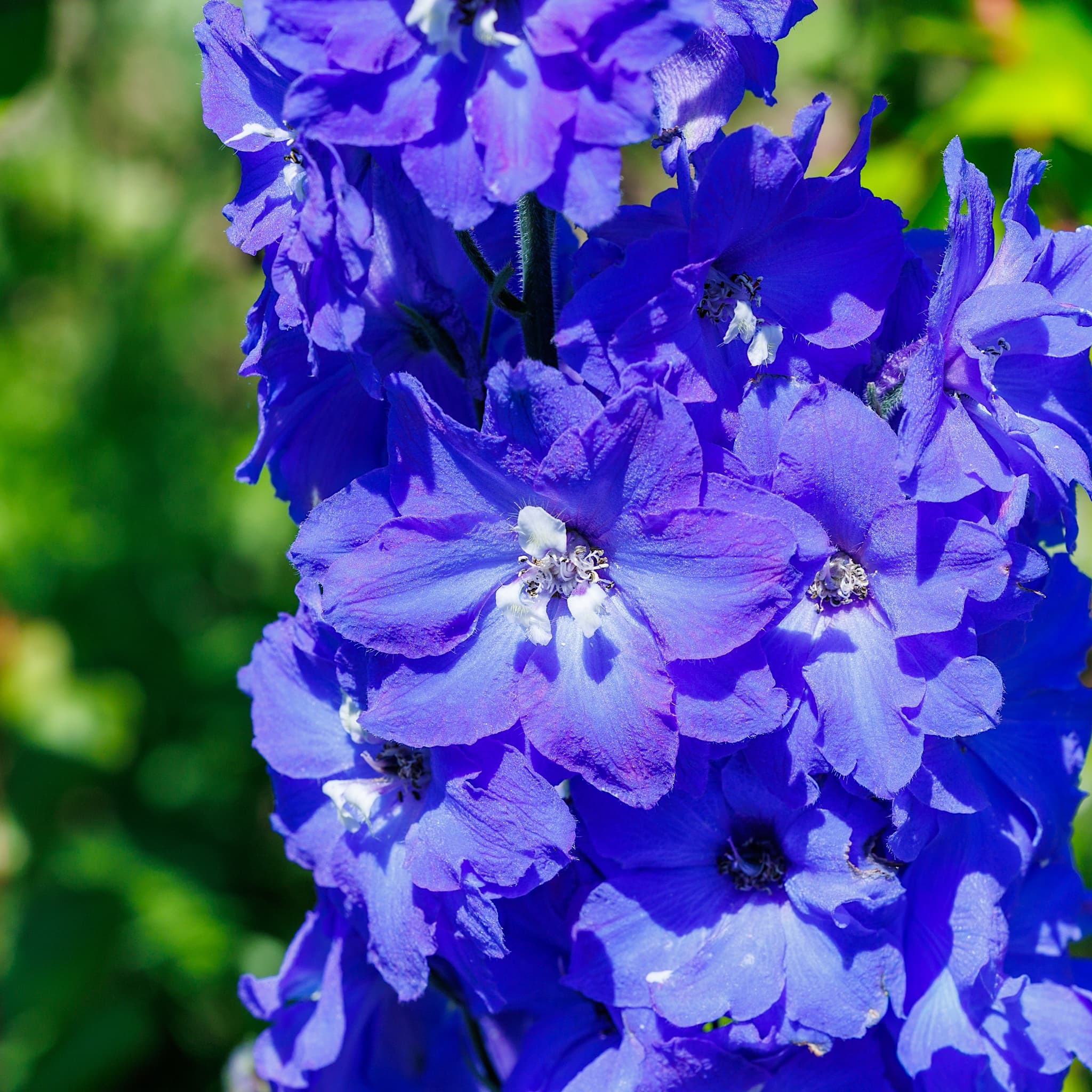 Delphinium (P) 'King Arthur'