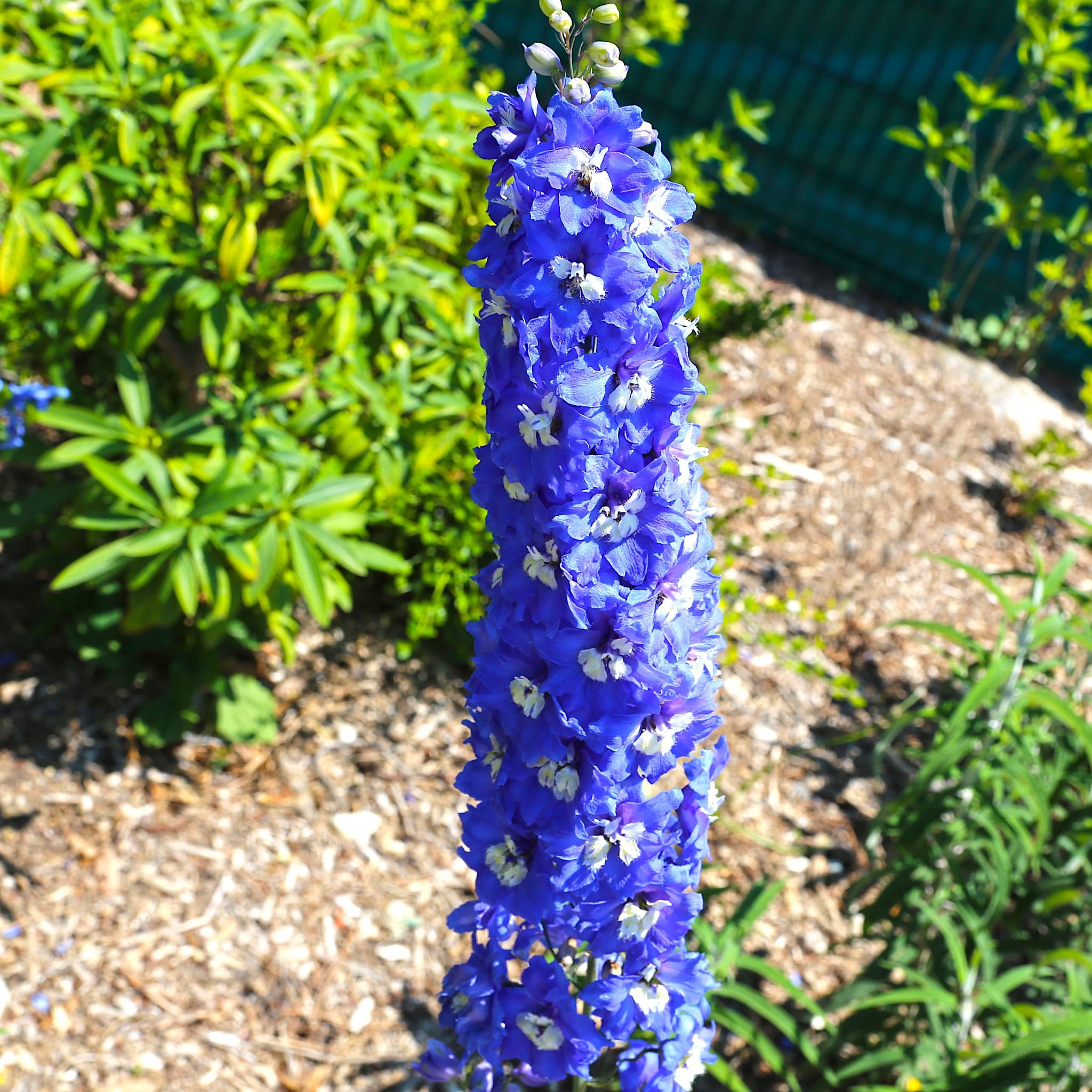 Delphinium (P) 'King Arthur'