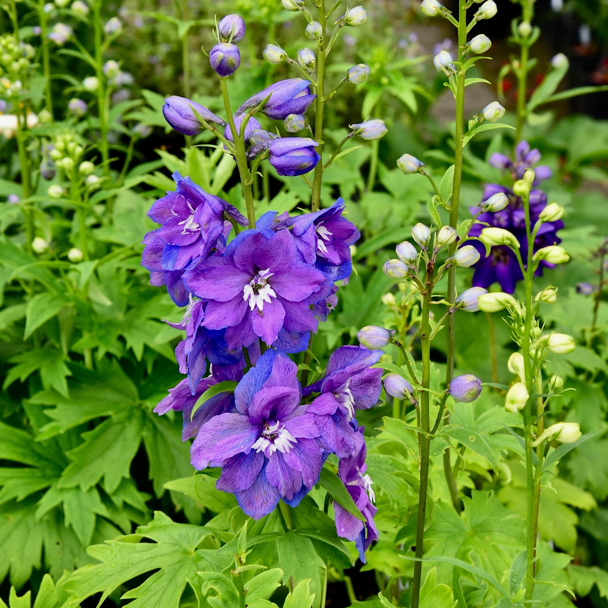 Delphinium 'Magic Fountain Dark Blue White Bee'