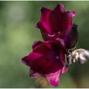 Dierama pulcherrimum 'Dark Cerise'