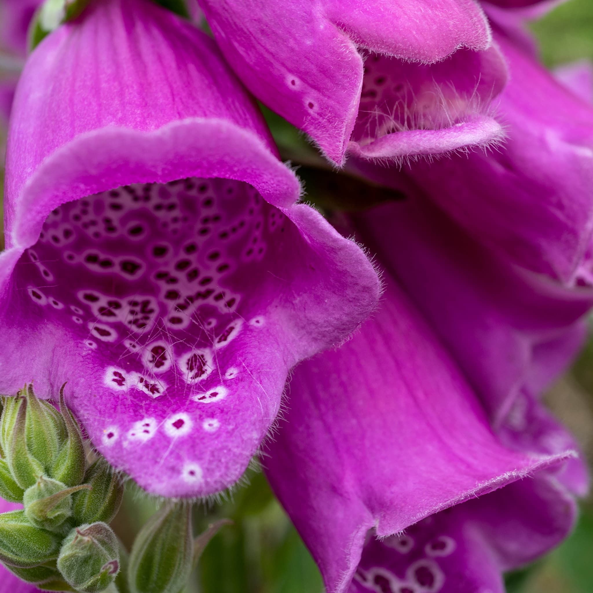 Digitalis 'Dalmatian Purple'