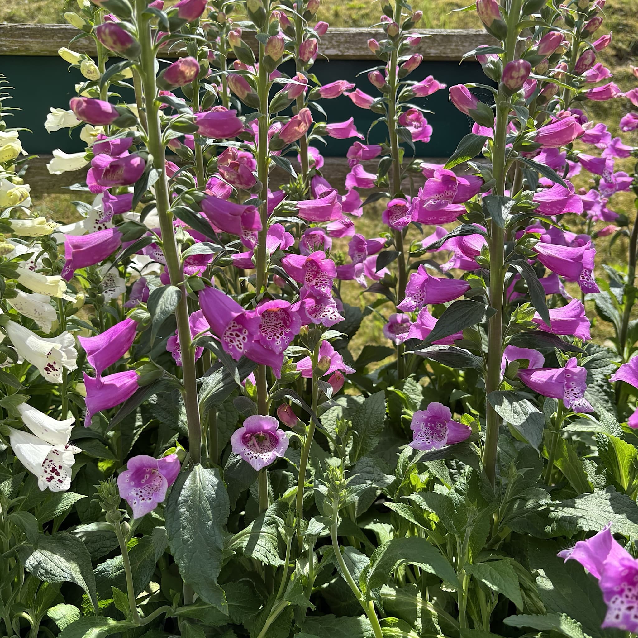 Digitalis 'Dalmatian Purple'