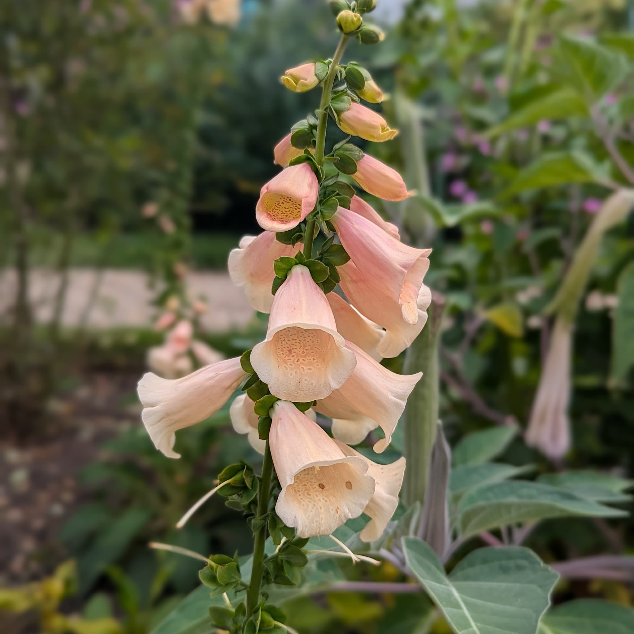 Digitalis 'Dalmatian Peach'