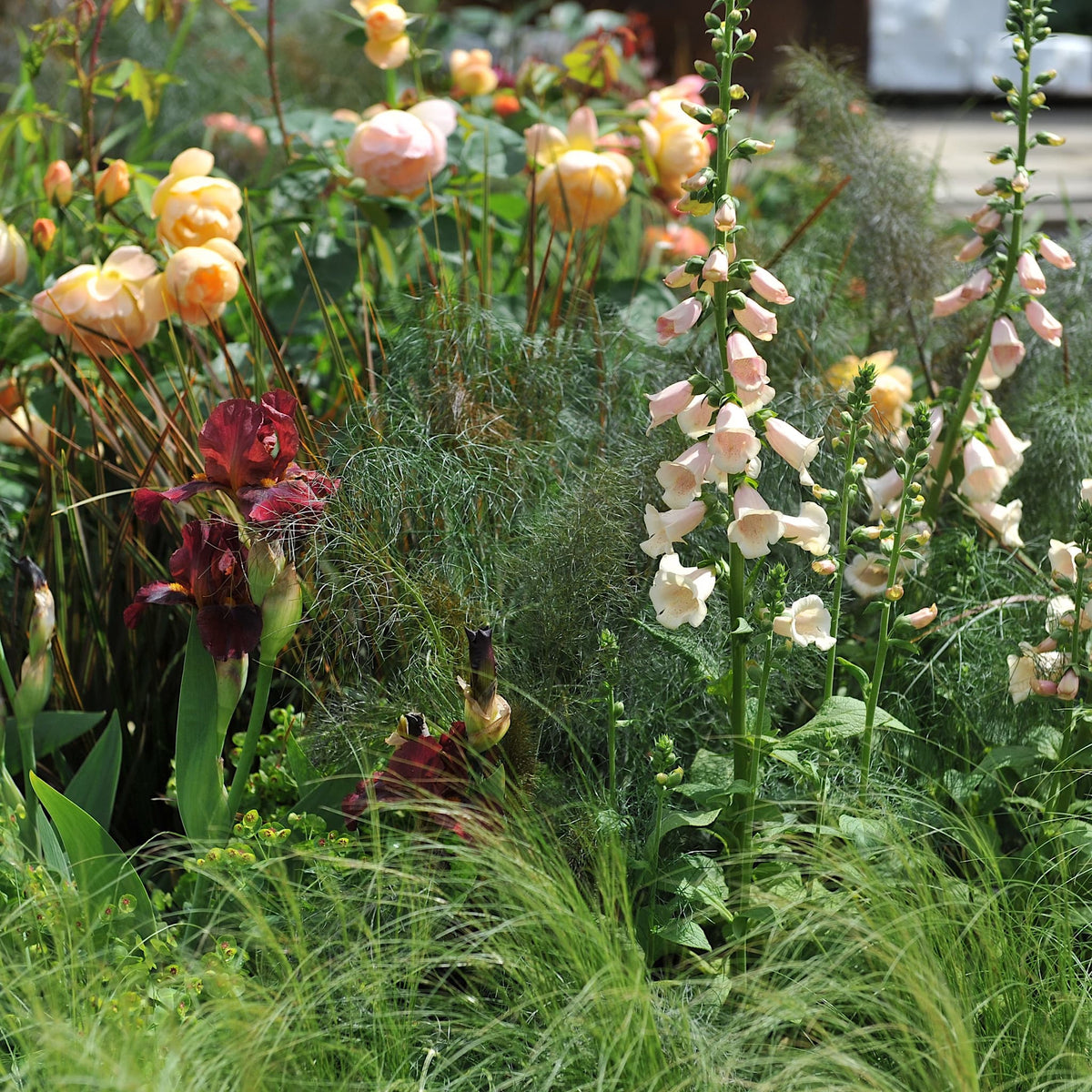 Digitalis 'Dalmatian Peach'