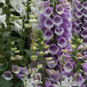 Digitalis 'Dalmatian Rose'