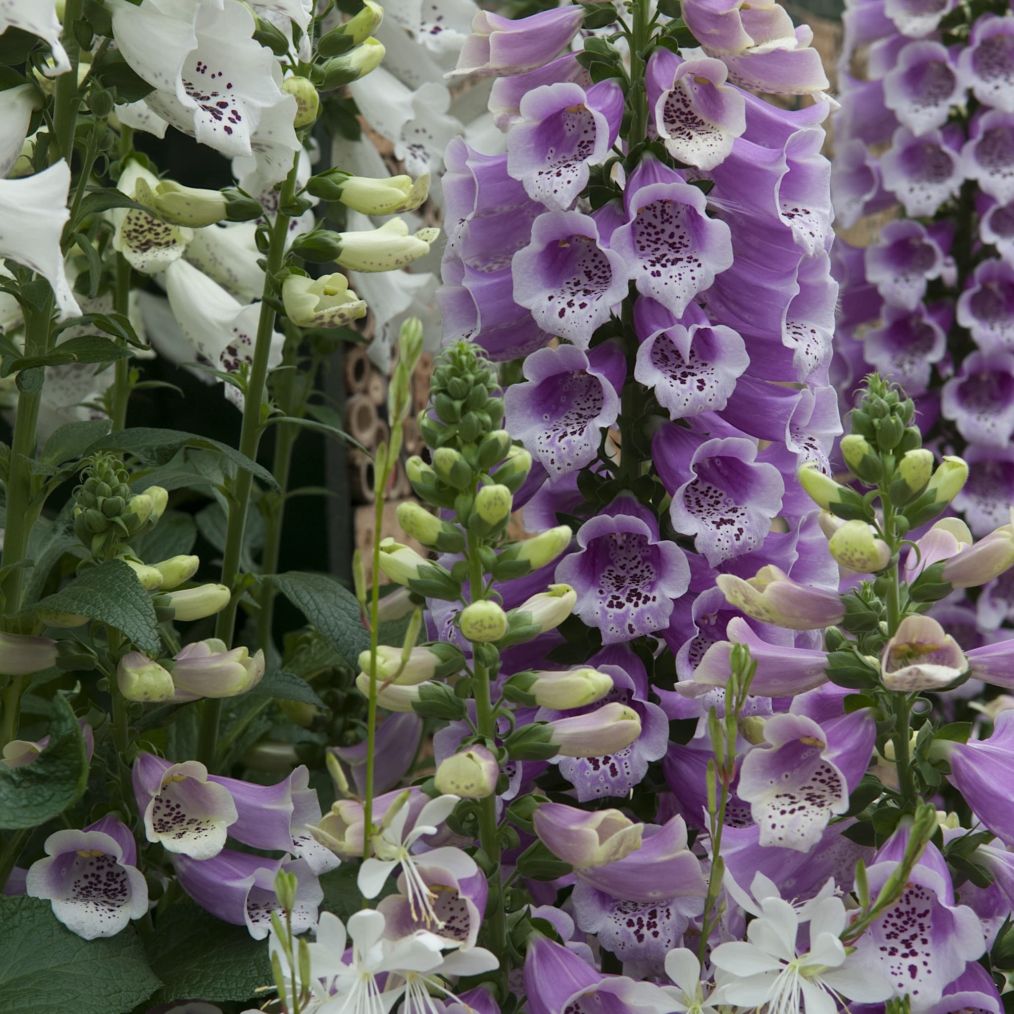 Digitalis 'Dalmatian Rose'