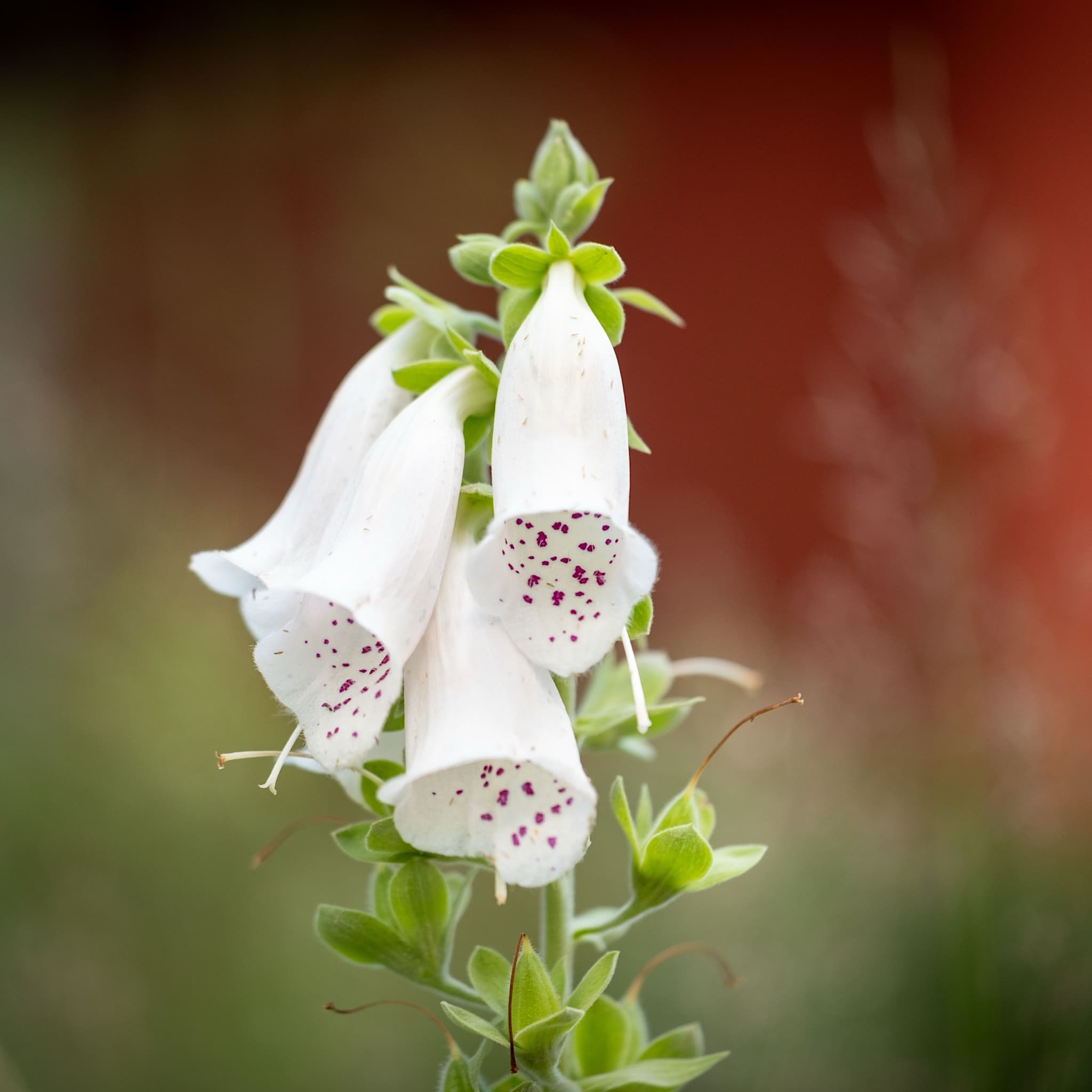 Digitalis 'Dalmatian White'