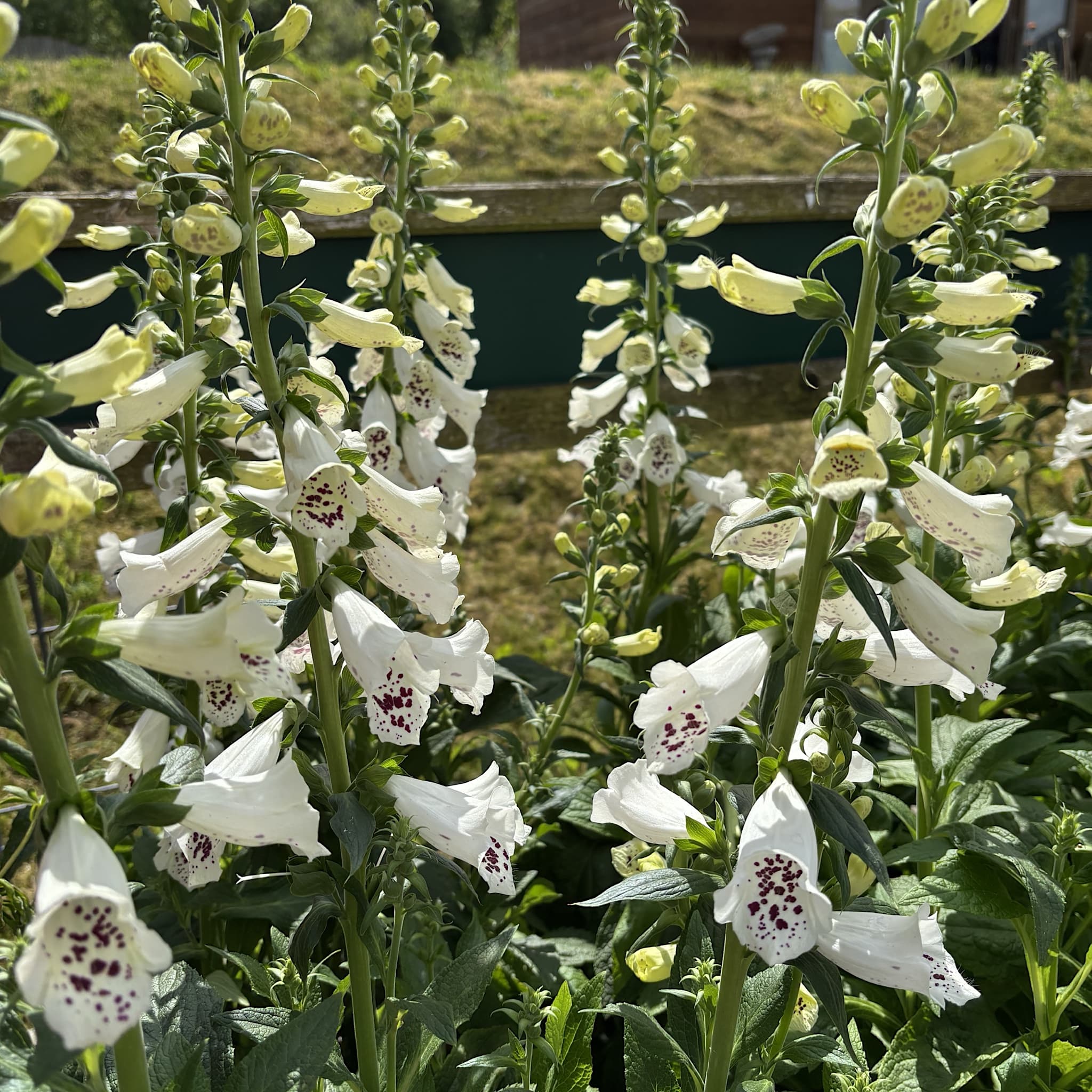 Digitalis 'Dalmatian White'