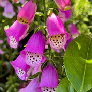 Digitalis 'Panther'