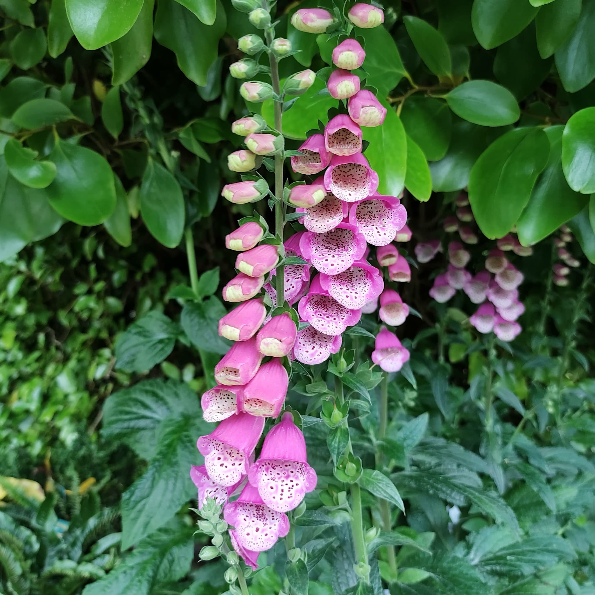 Digitalis 'Panther'