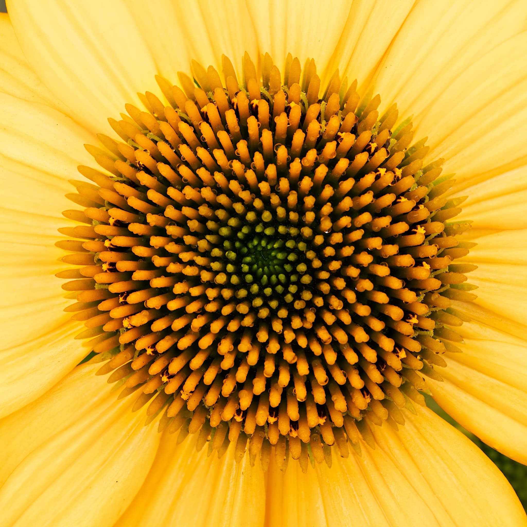 Echinacea 'Lakota Yellow’