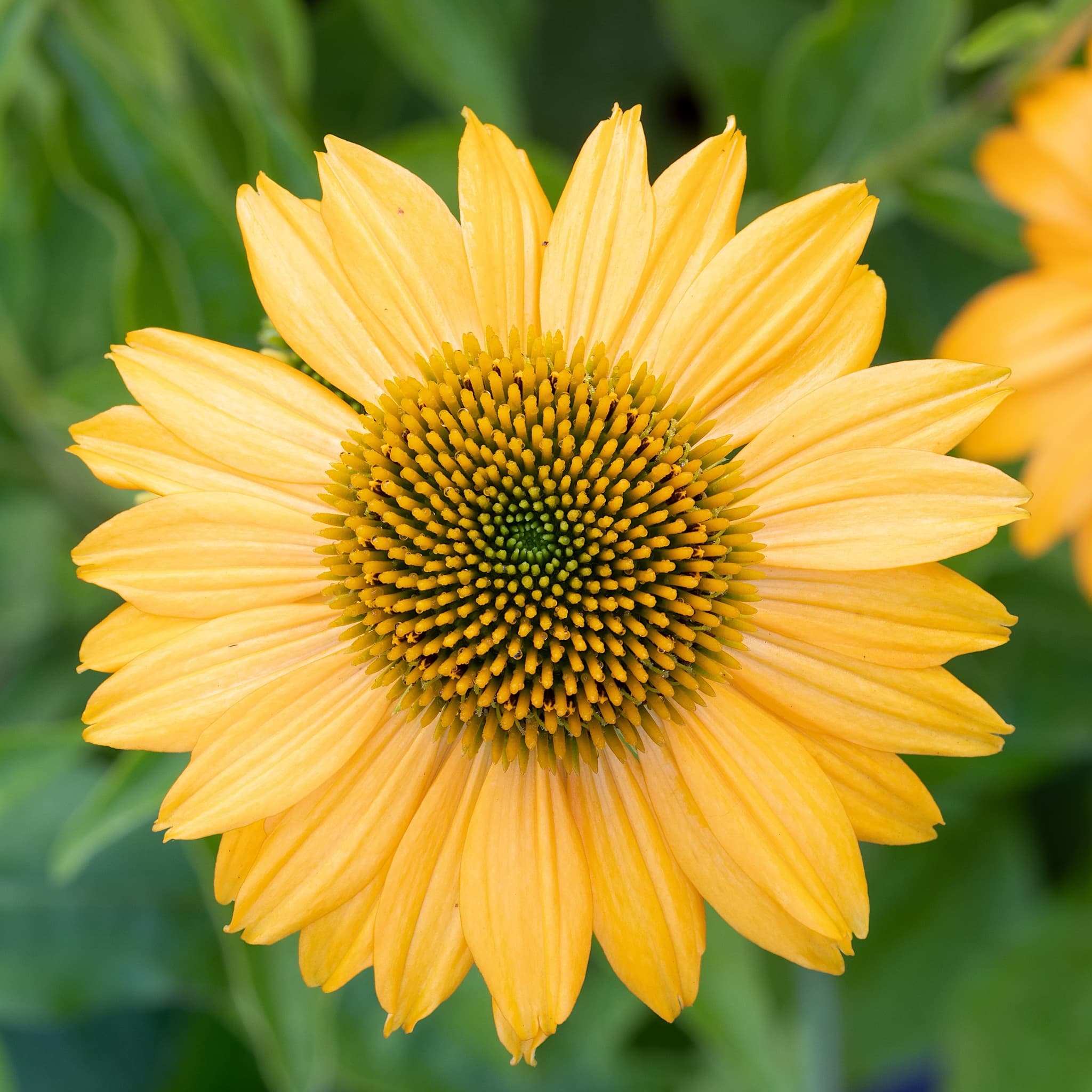 Echinacea 'Lakota Yellow’