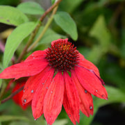 Echinacea 'Tomato Soup'