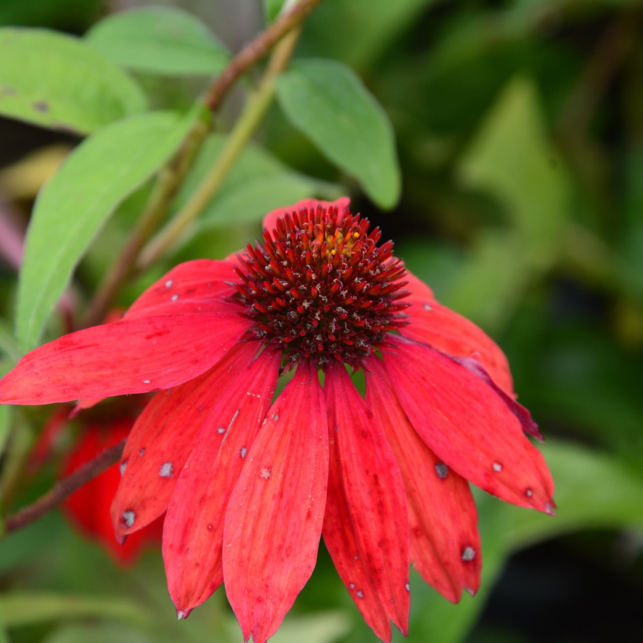 Echinacea 'Tomato Soup'