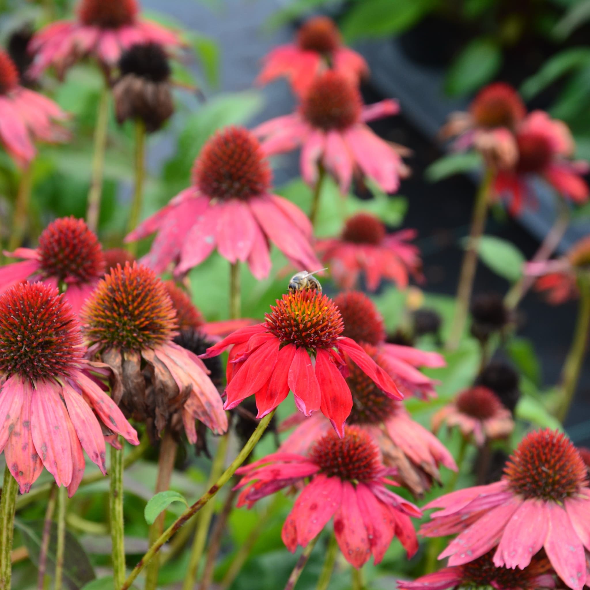 Echinacea 'Tomato Soup'