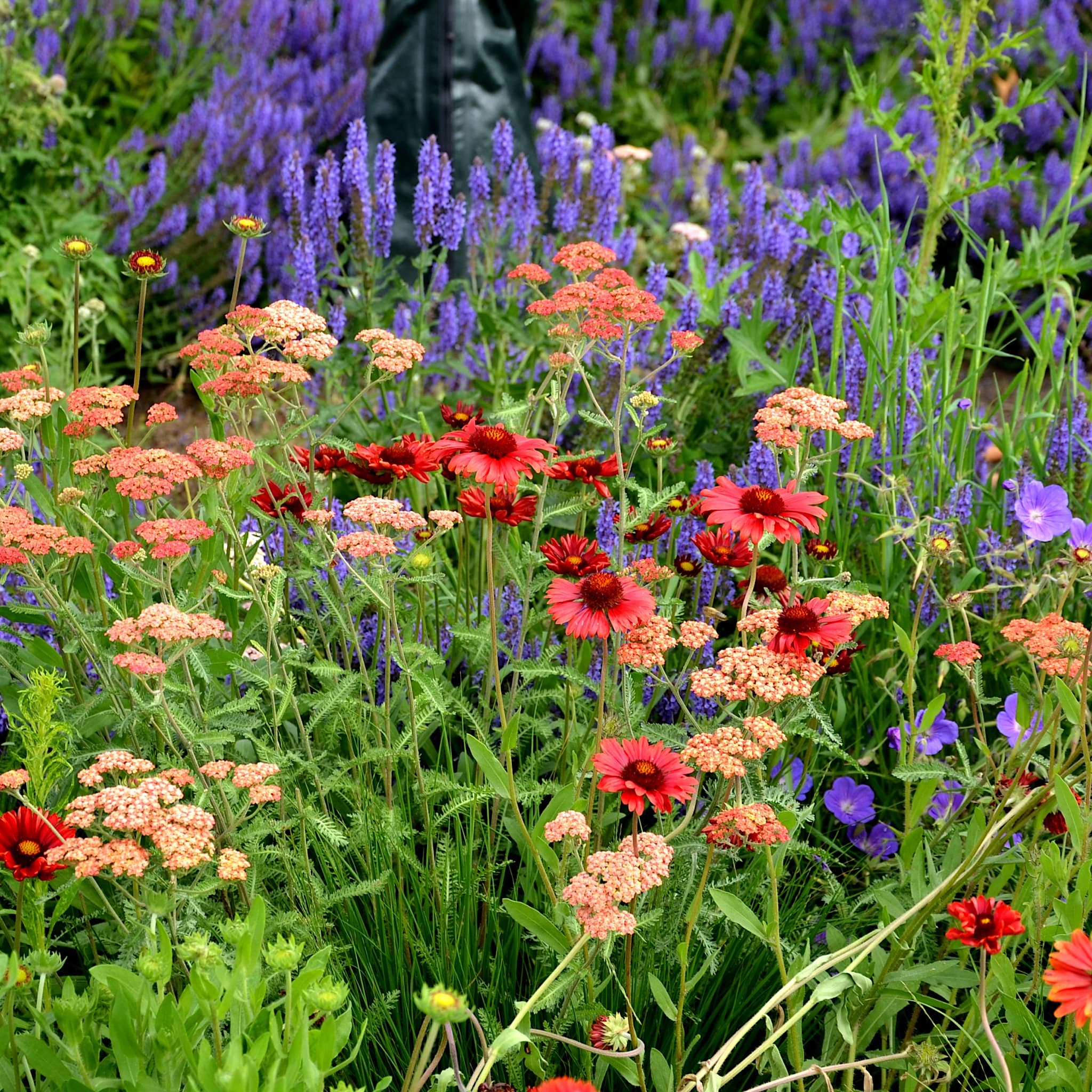 Echinacea 'Tomato Soup'