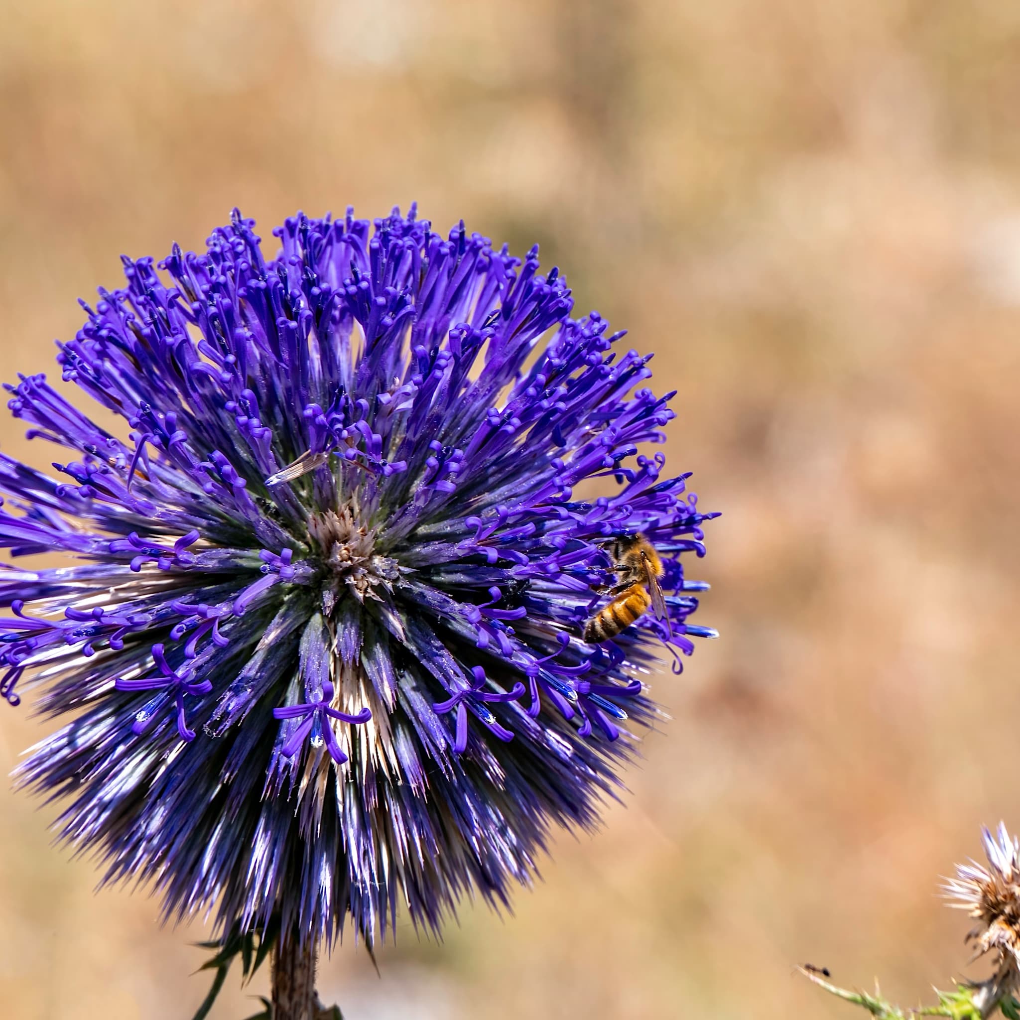 Echinops bannaticus 'Blue Glow'