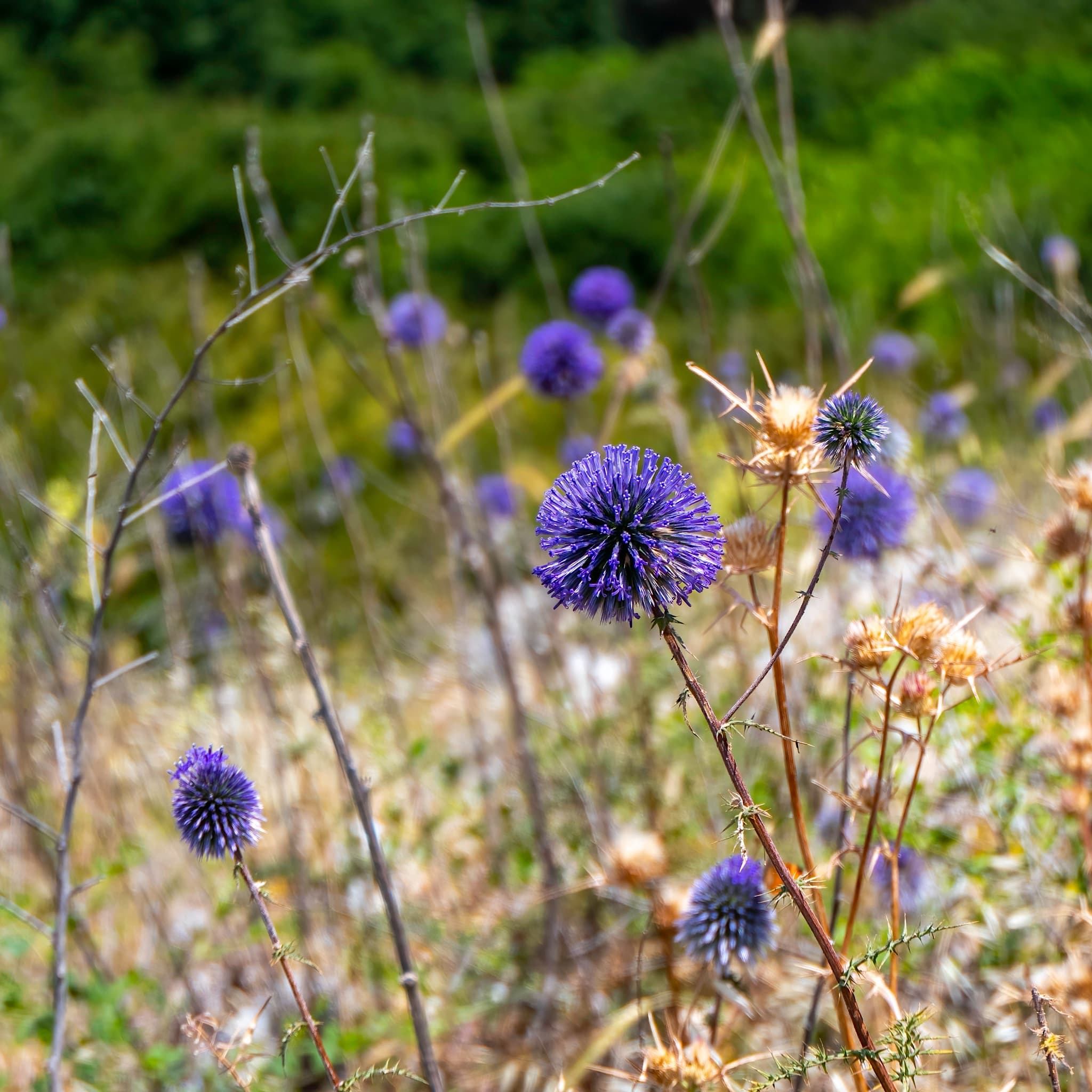 Echinops bannaticus 'Blue Glow'