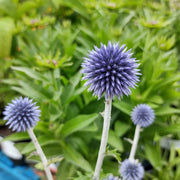 Echinops ritro 'Veitch's Blue'