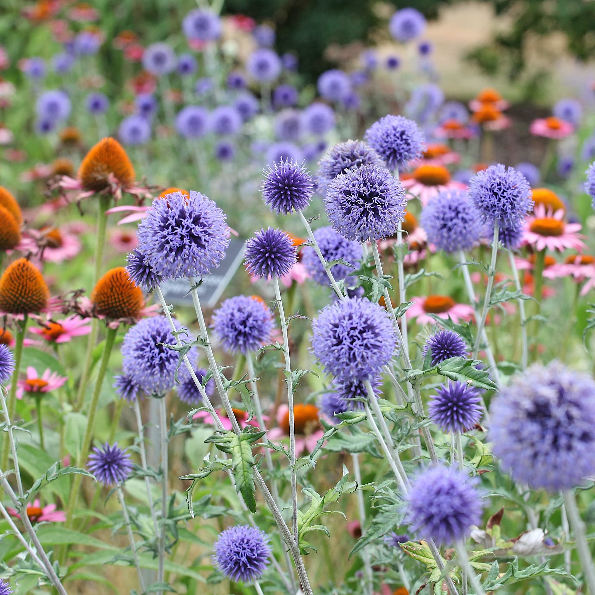 Echinops ritro 'Veitch's Blue'