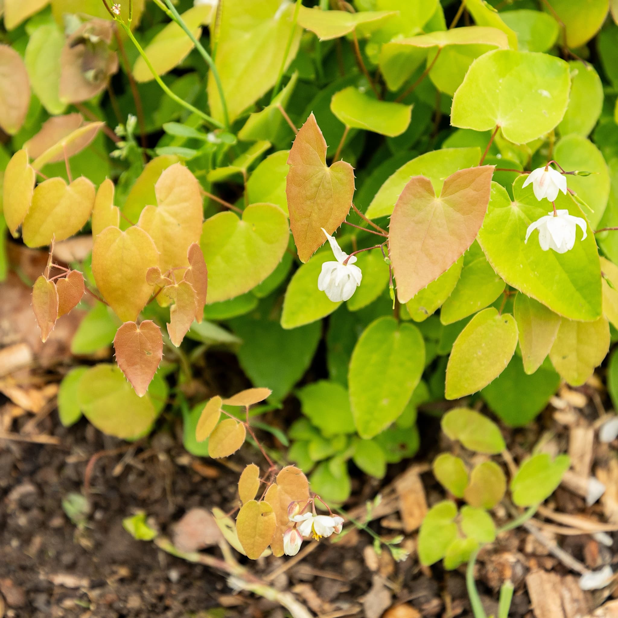 Epimedium × youngianum 'Niveum'
