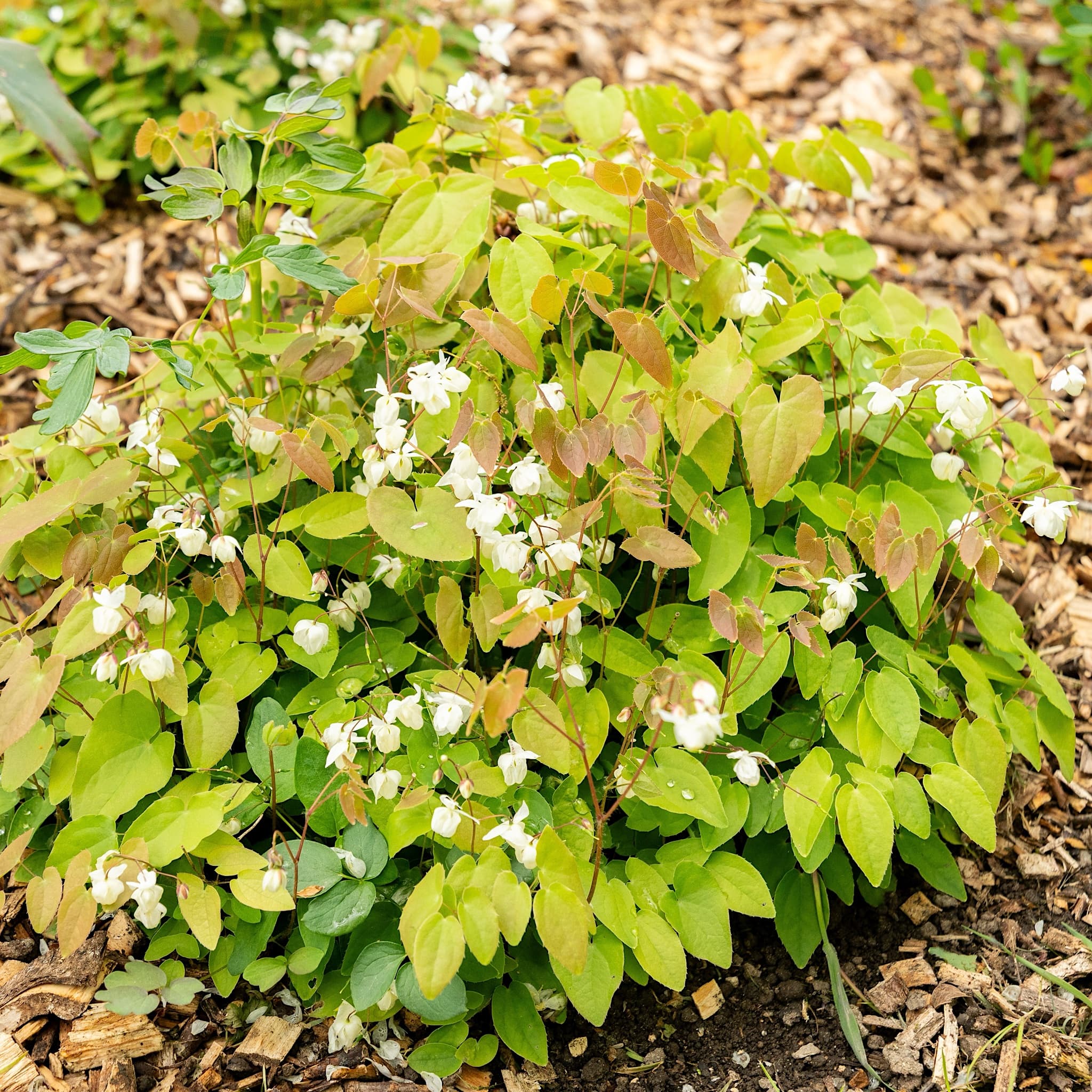 Epimedium × youngianum 'Niveum'