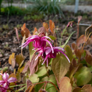 Epimedium 'Red Beauty'