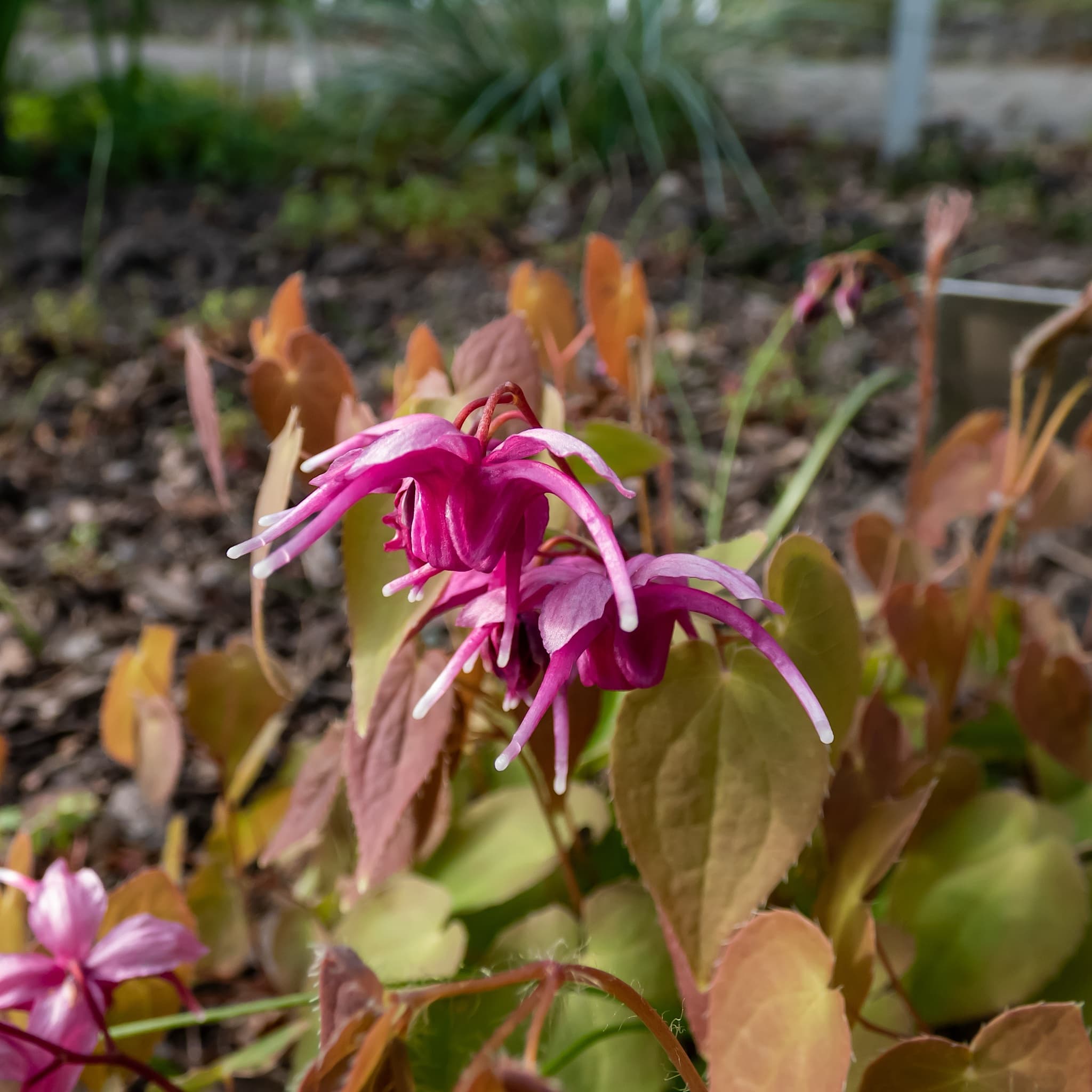 Epimedium 'Red Beauty'