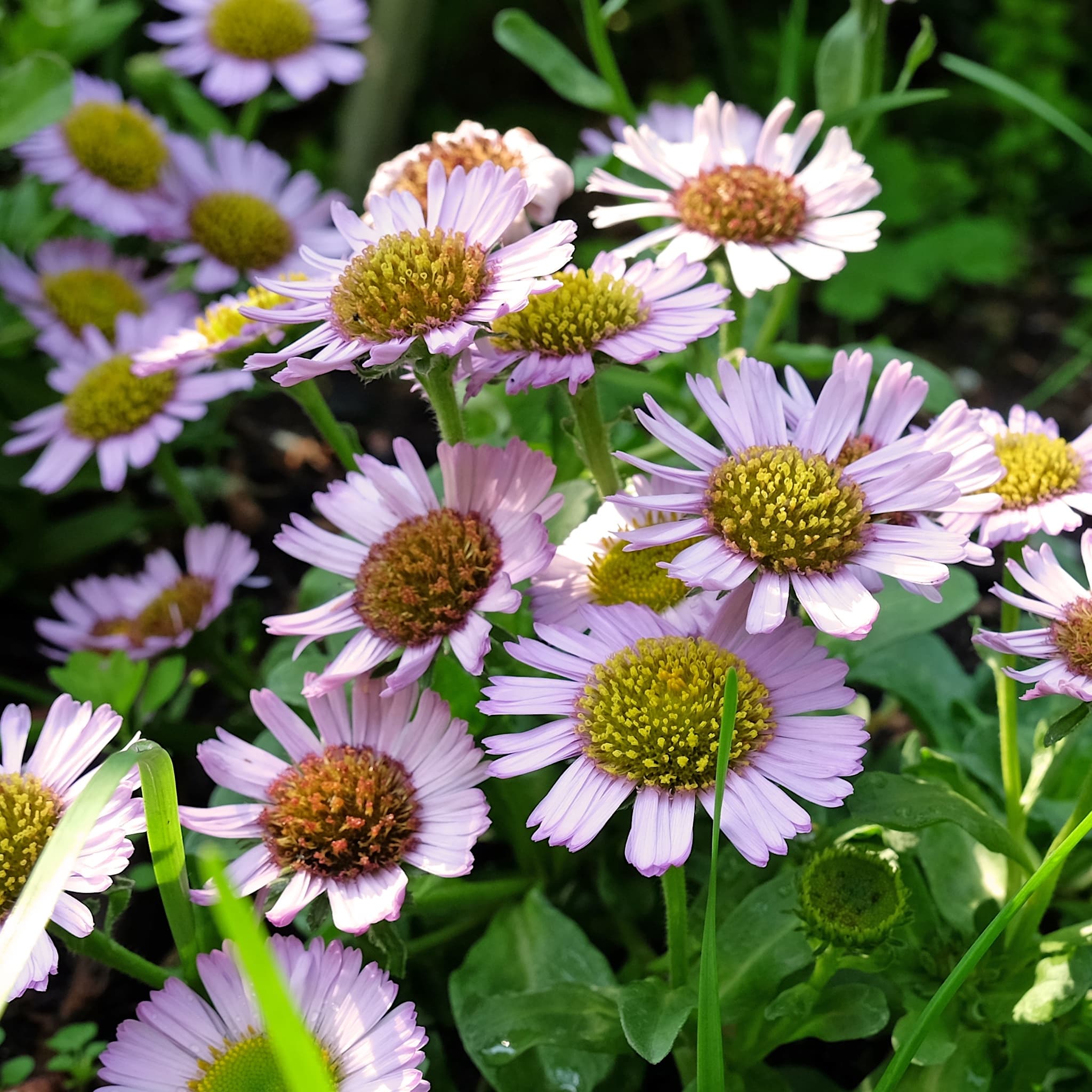 Erigeron glaucus 'Sea Breeze Mauve'