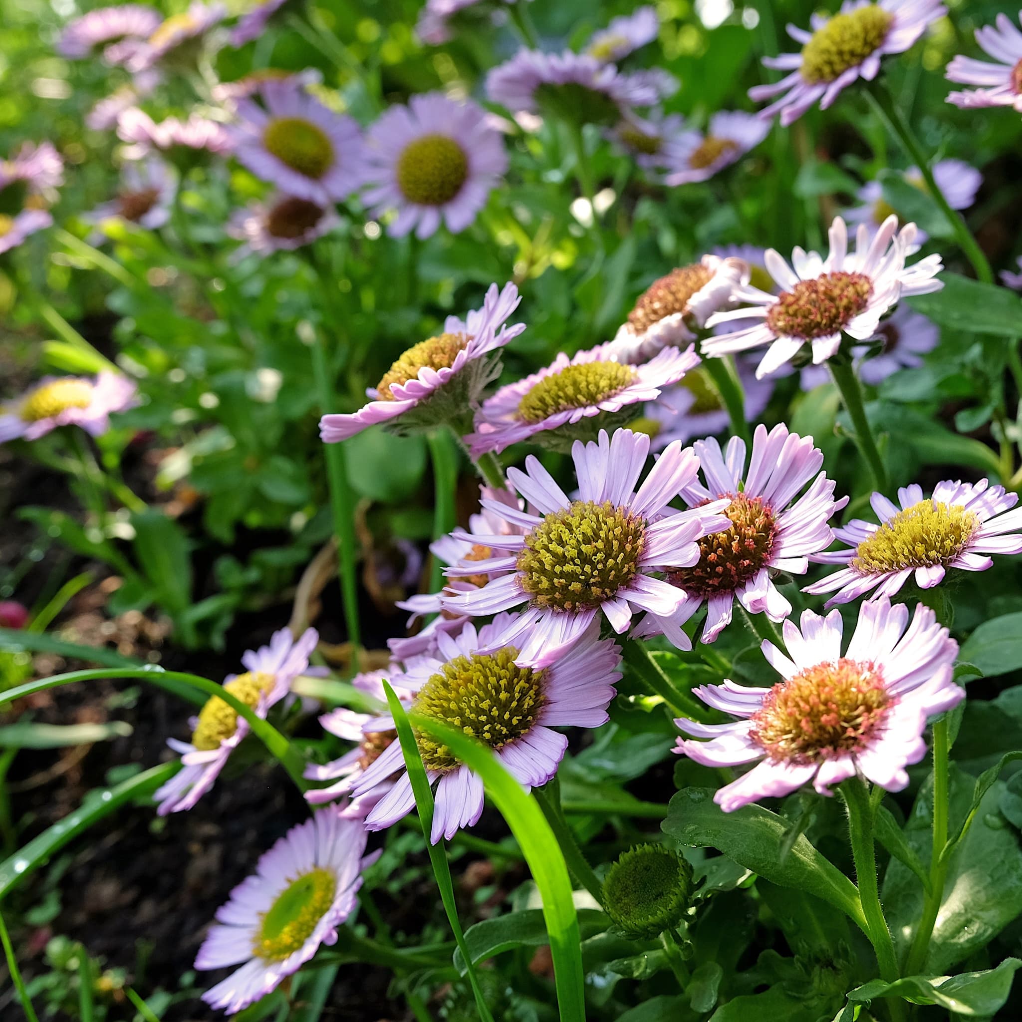 Erigeron glaucus 'Sea Breeze Mauve'