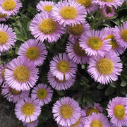Erigeron glaucus 'Sea Breeze Pink'