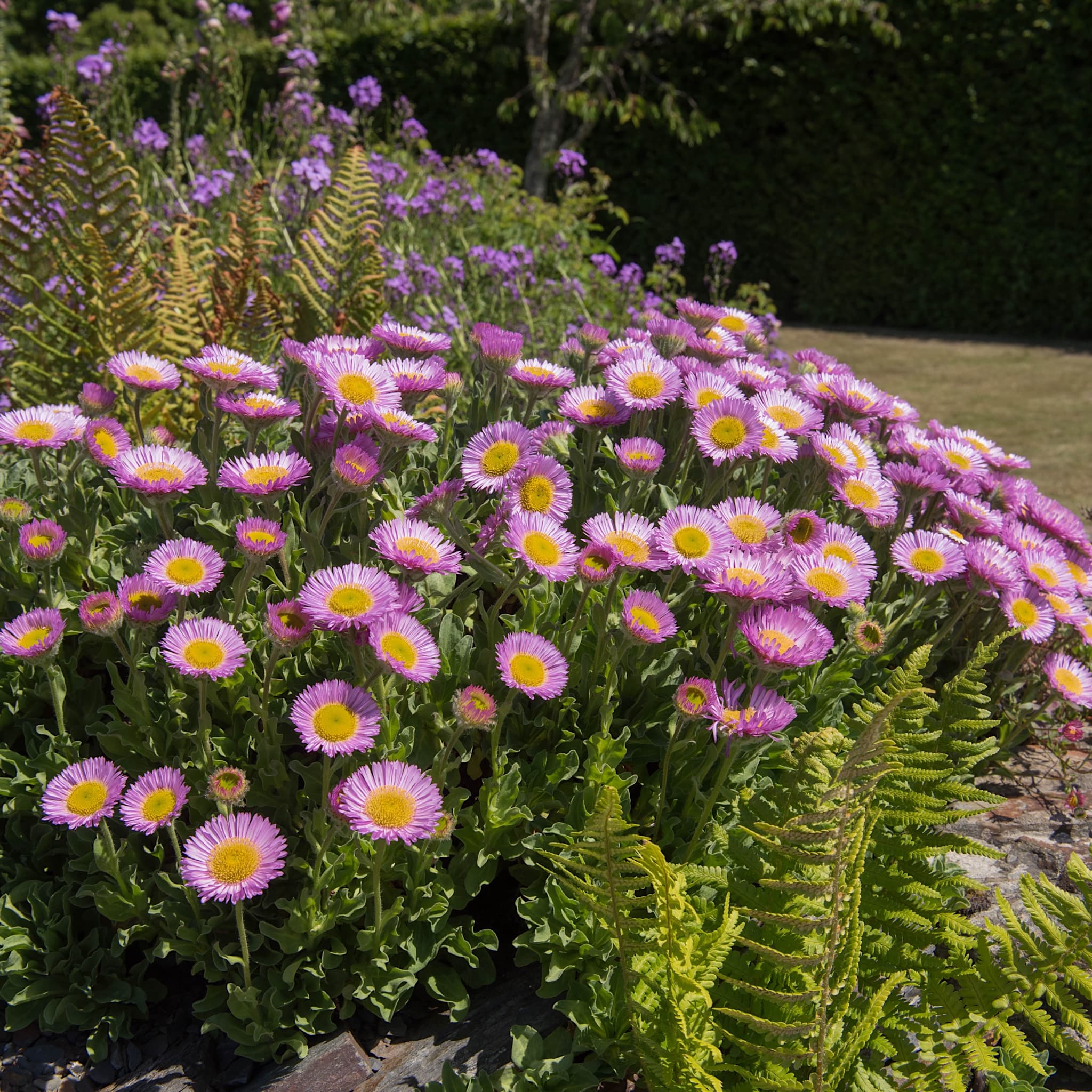 Erigeron glaucus 'Sea Breeze Pink'