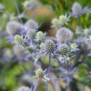 Eryngium 'Blue Hobbit'