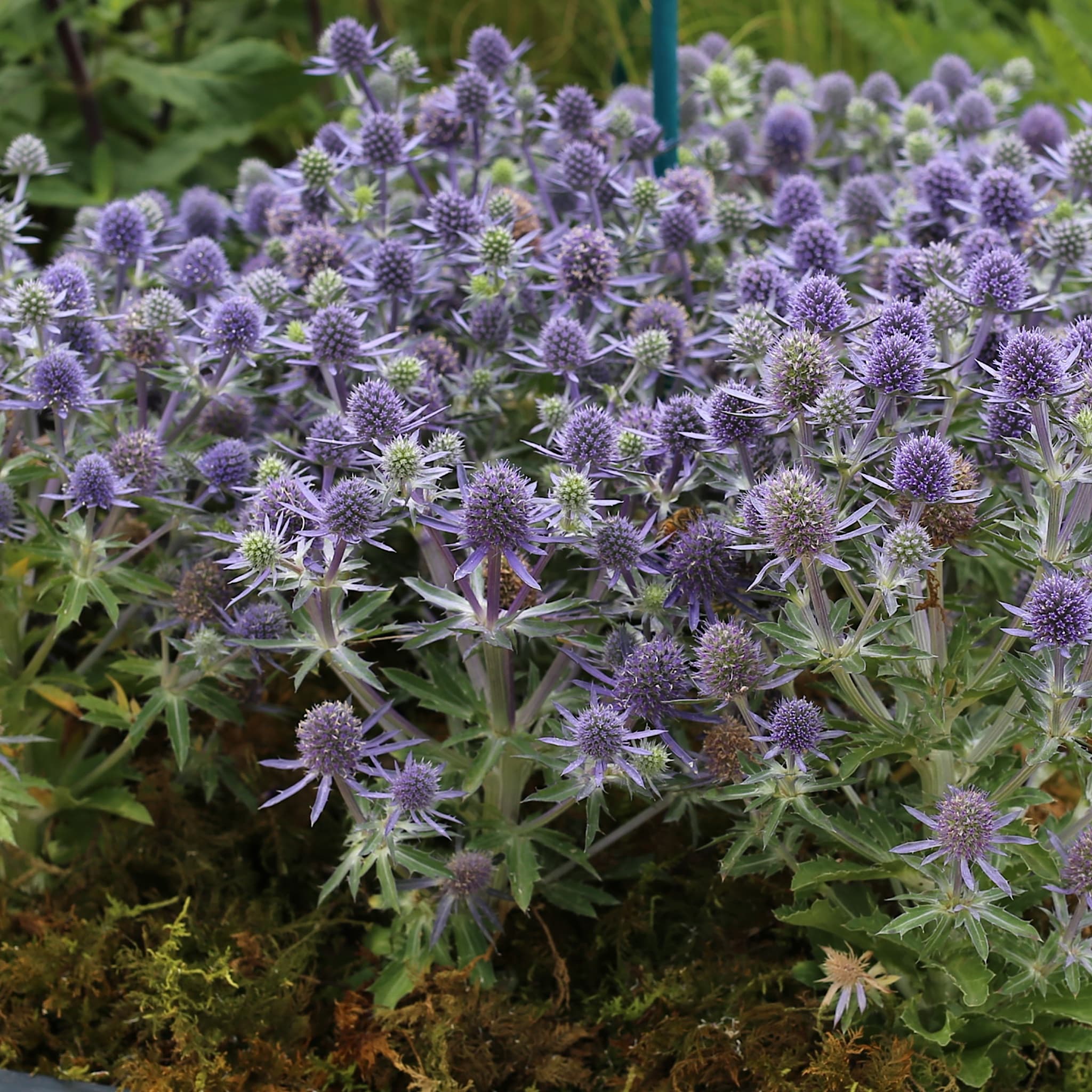 Eryngium 'Blue Hobbit'